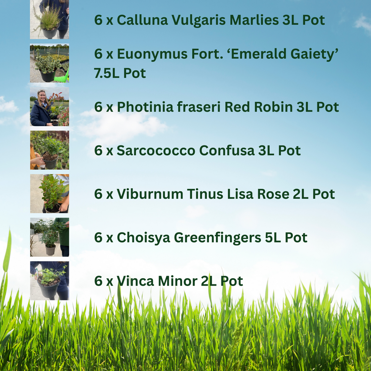 42 x Shrub Mix Border Pack