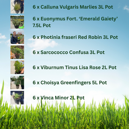 42 x Shrub Mix Border Pack