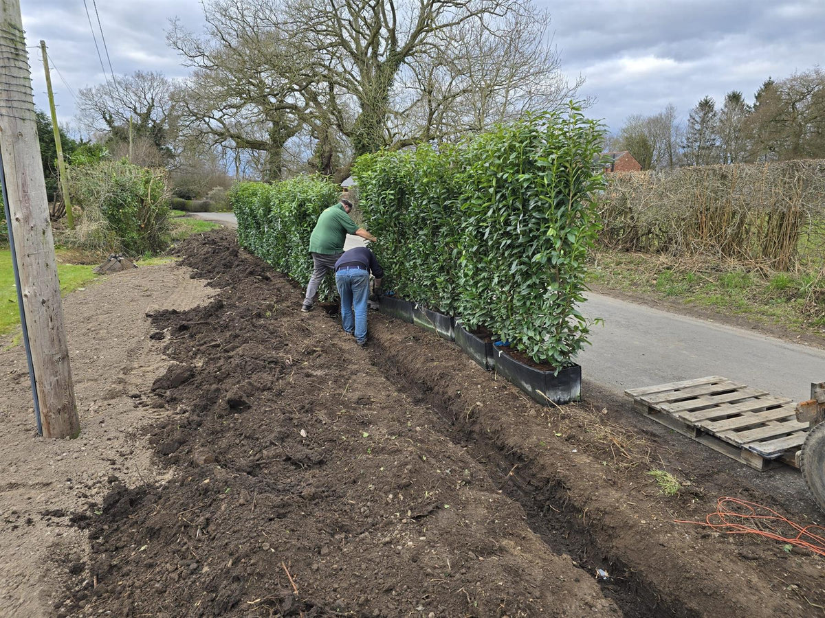Laurel Hedging, Cherry Laurel Genolia 1.8m x 1m Instant Hedge Unit