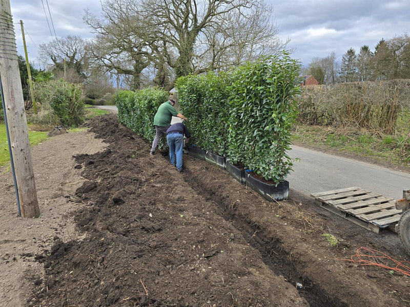 Laurel Hedging, Cherry Laurel Genolia 1.8m x 1m Instant Hedge Unit