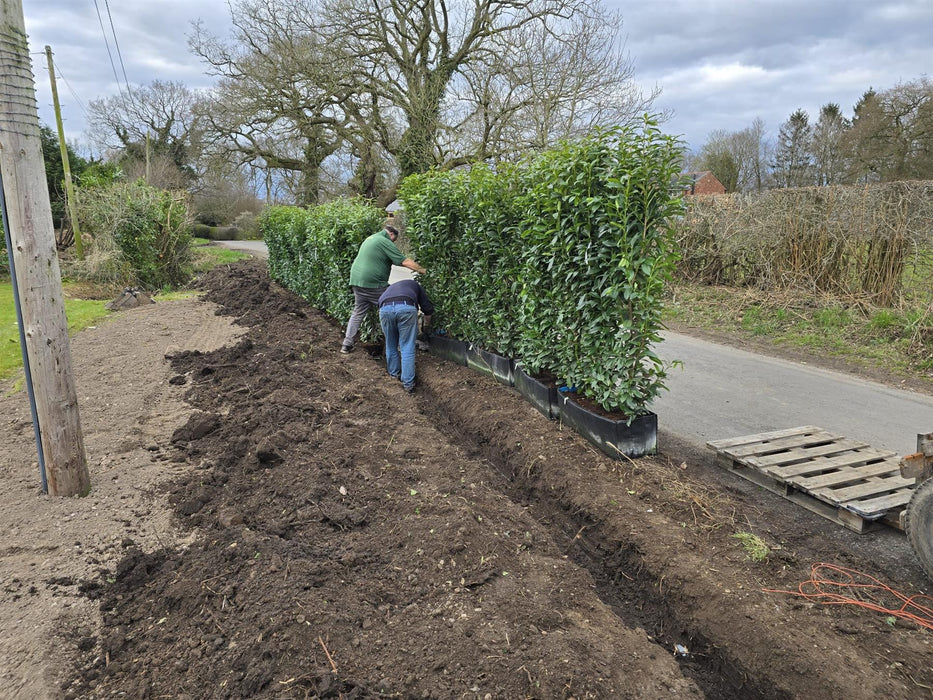 Laurel Hedging, Cherry Laurel Genolia 1.8m x 1m Instant Hedge Unit