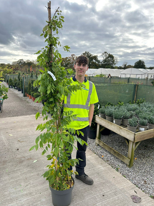 Wisteria Prolific 12 Litre Pot
