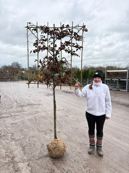Fagus Pleached 110/120 Trunk 120 Wide x 120 High Frame 10/12 Girth