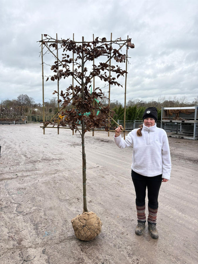 Fagus Pleached 110/120 Trunk 120 Wide x 120 High Frame 10/12 Girth Pre Order For June