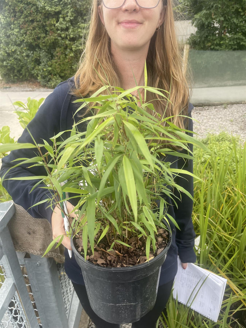 Fargesia Scabrida Asian Wonder 3 Litre Pot