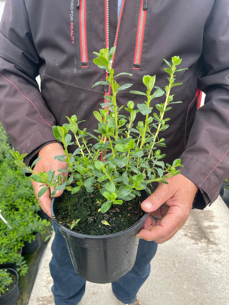 Escallonia Donard Seedling 3 Litre Pot