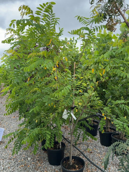 Robinia x margaretta Georgia da Torino 10 Litre Pot
