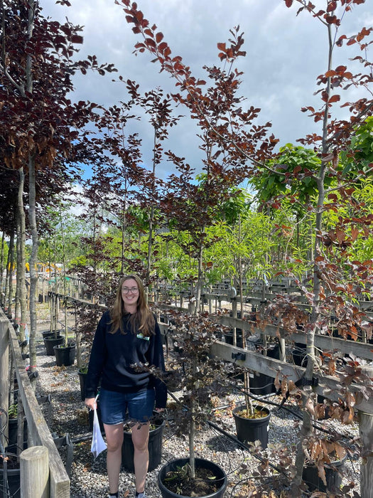 Fagus Sylvatica Atropunicea 8/10cm Girth Feathered