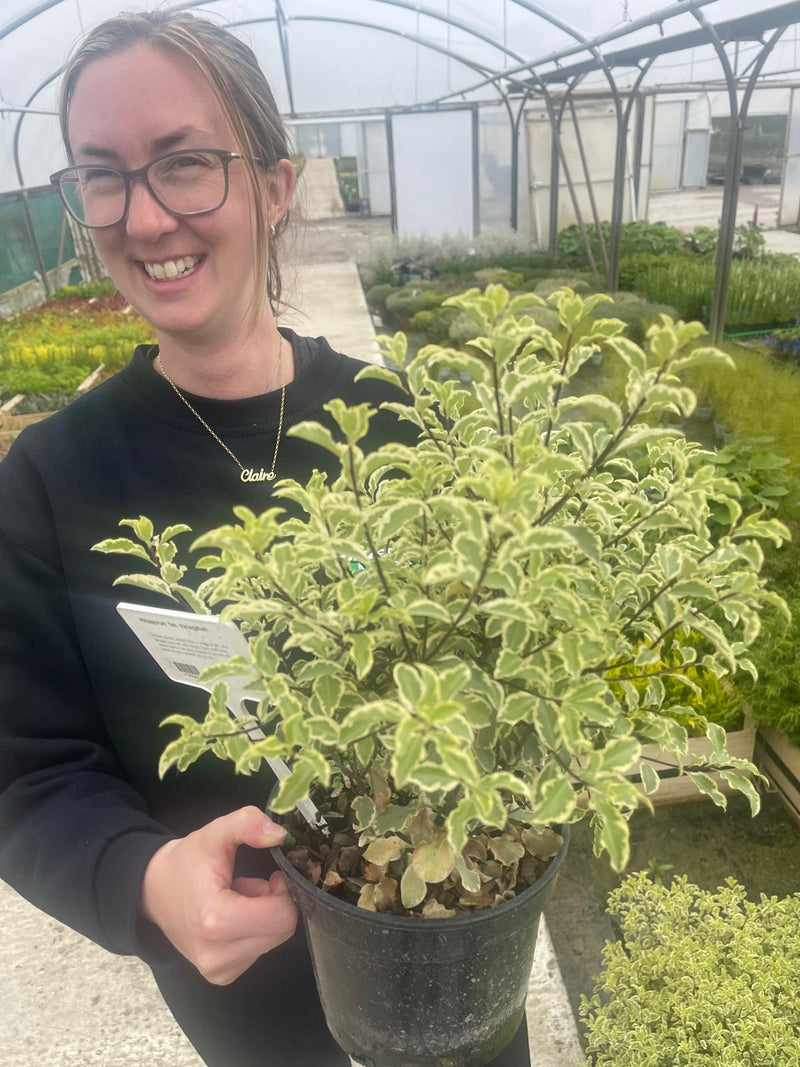 Pittosporum Ten. Variegatum 3 Litre Pot