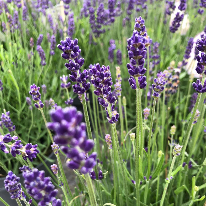 Lavender Angustifolia Hidcote 5 Litre Pot