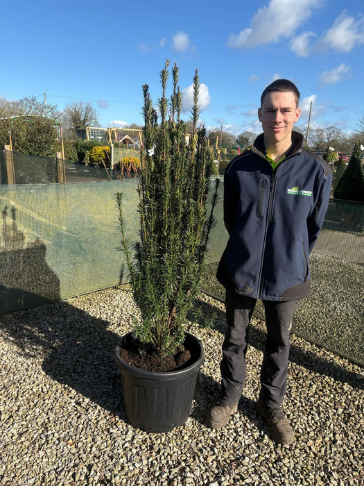 Cephalotaxus Harringtonia Fastigiata Specimen