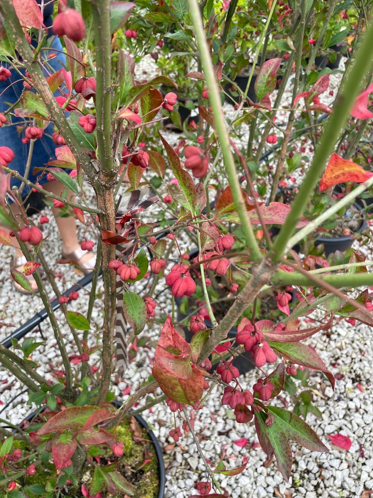 Euonymus Europaeus Red Cascade 20 Litre Pot 80/100cm