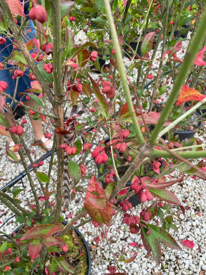 Euonymus Europaeus Red Cascade 20 Litre Pot 80/100cm