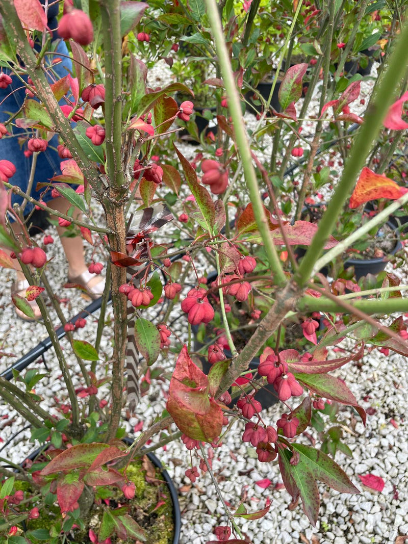 Euonymus Europaeus Red Cascade 20 Litre Pot 80/100cm