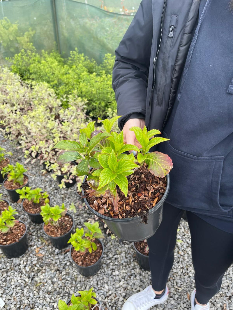 Hydrangea Together 3 Litre Pot