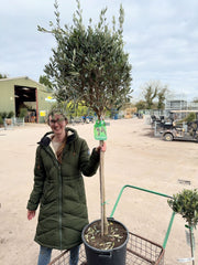 Olea Europea - Olive 1/2 Standard 35 Litre Pot 90 cm Stem