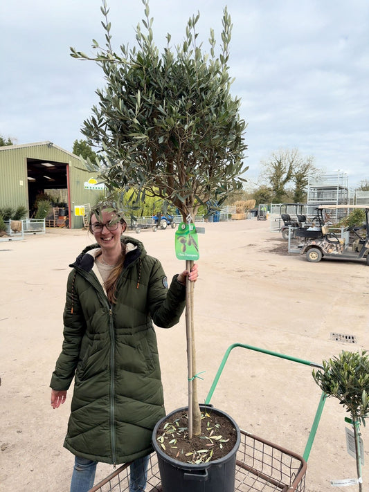 Olea Europea - Olive 1/2 Standard 35 Litre Pot 90 cm Stem