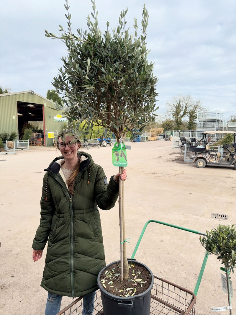 Olea Europea - Olive 1/2 Standard 35 Litre Pot 90 cm Stem