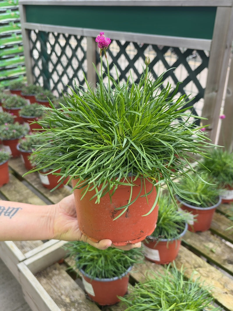 Armeria Splendens 2 Litre Pot
