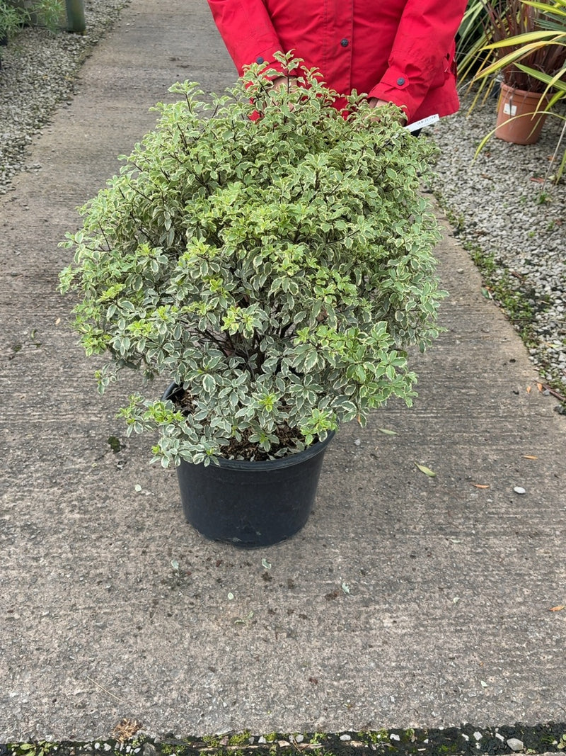 Pittosporum Tenuifolium Variegatum 25 Litre Pot