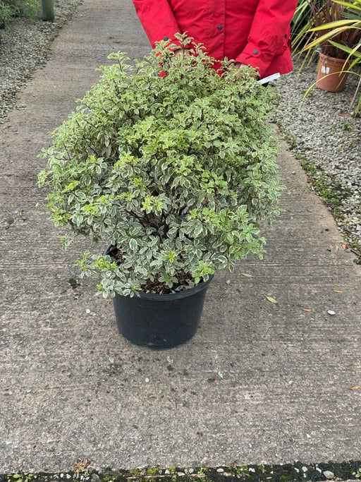 Pittosporum Tenuifolium Variegatum 25 Litre Pot