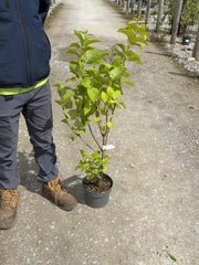 Syringa Charles Jolly 4 Litre Pot 40/60cm