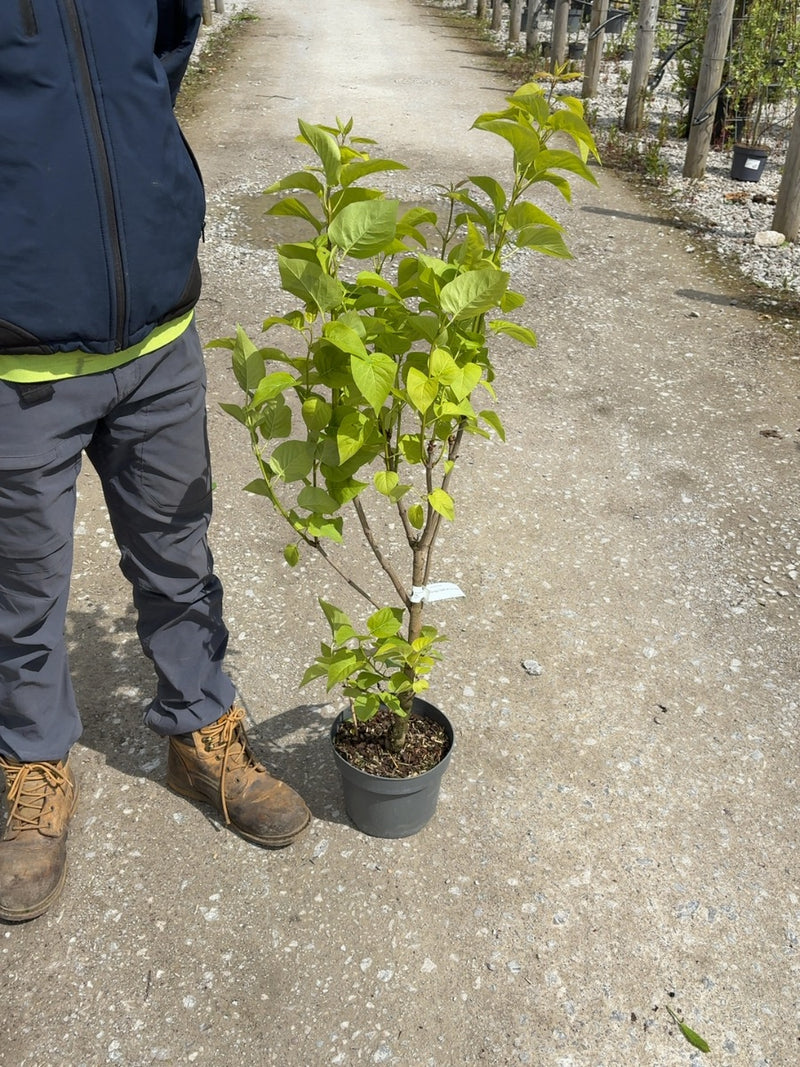 Syringa Charles Jolly 4 Litre Pot 40/60cm
