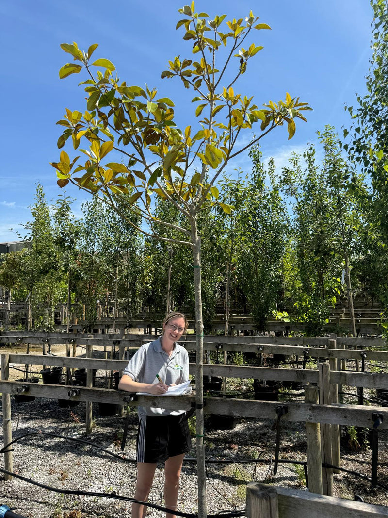 Magnolia Grandiflora 35 Litre Pot 170-180cm Stem Seconds