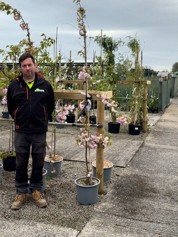 Prunus Kiku Shidare Zakura 15 Litre Pot