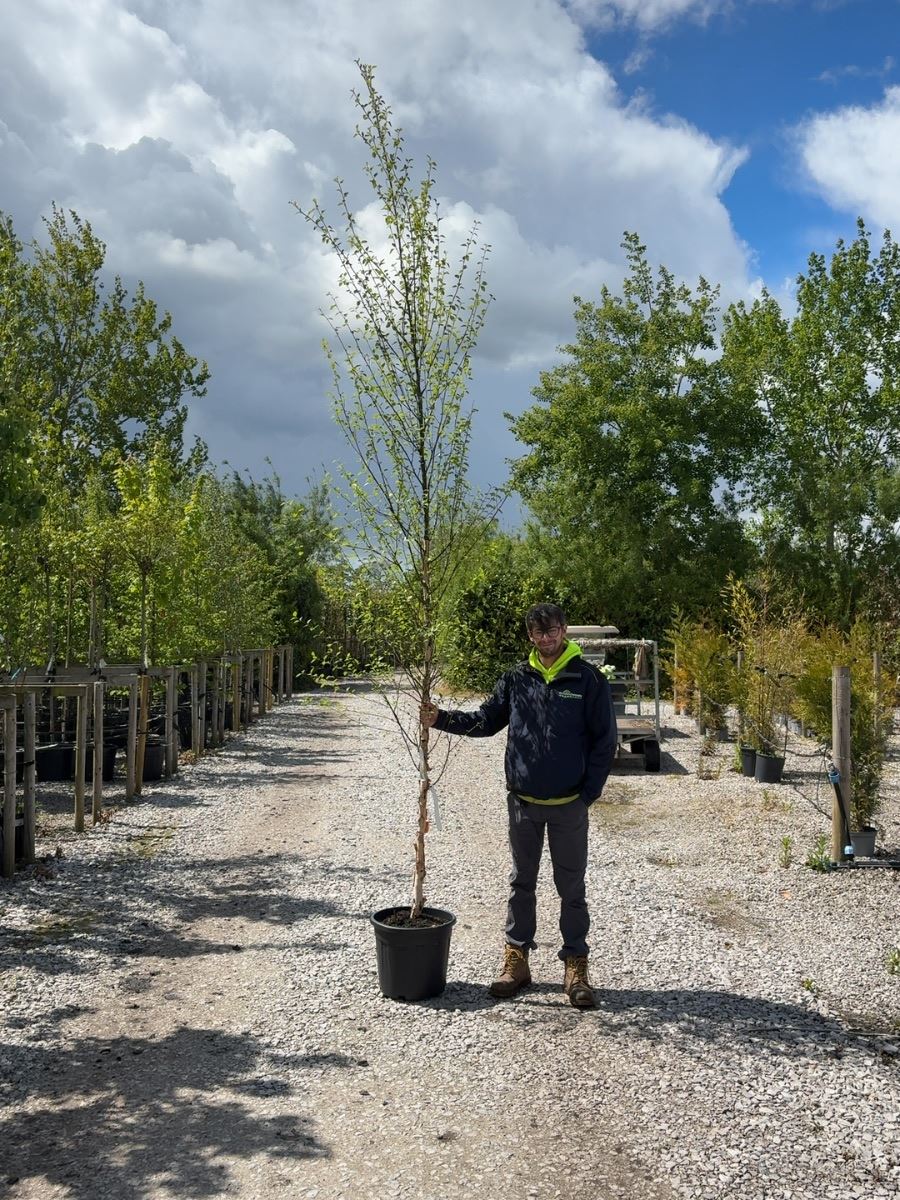 Betula Nigra 8/10cm