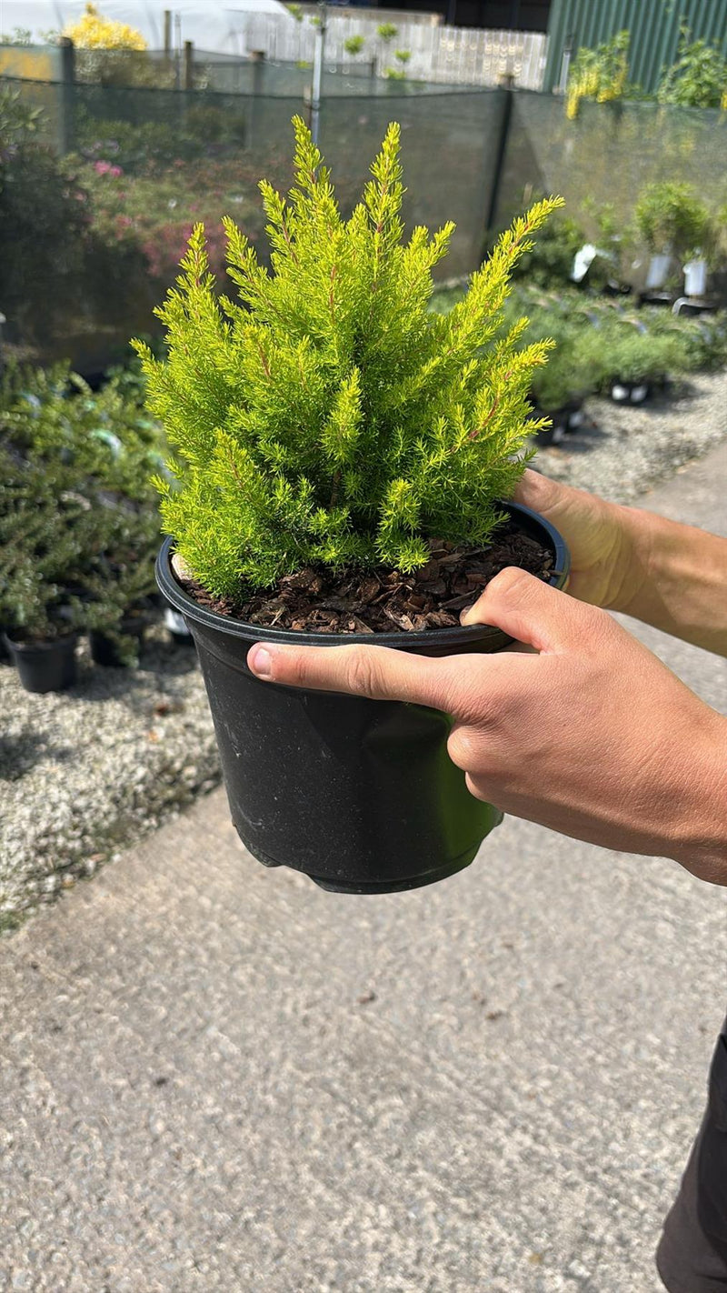 Erica arborea 3 Litre Pot