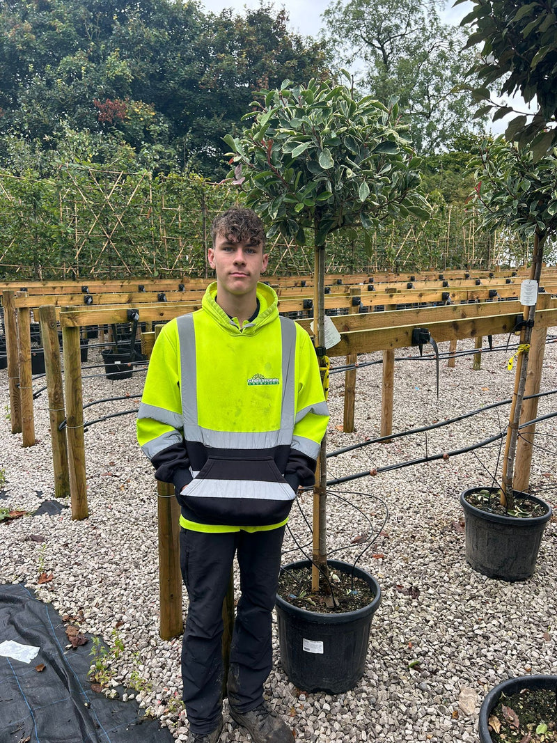 Photinia x fraseri Pink Marble 1/2 Standard 35 Litre Pot 130/140cm Stem