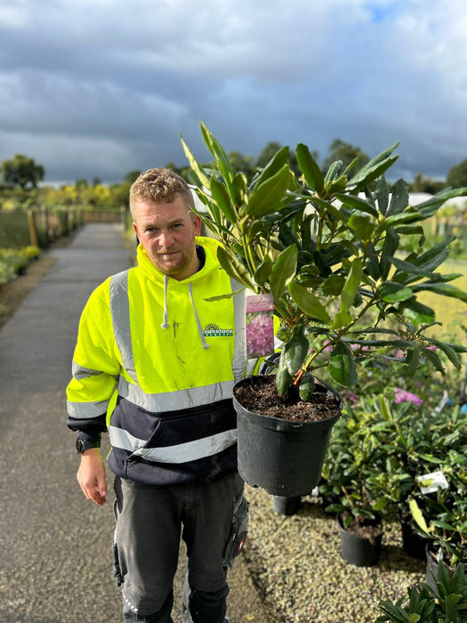 Rhododendron Hybrid Marcel Menard 7.5 Litre Pot
