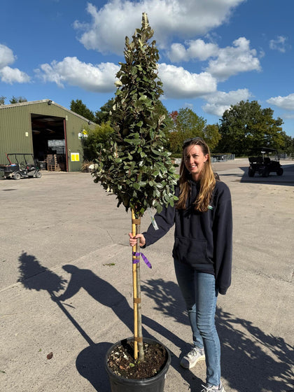 Elaeagnus x E.Compacta 1/2 Standard  Cone 25 Litre Pot
