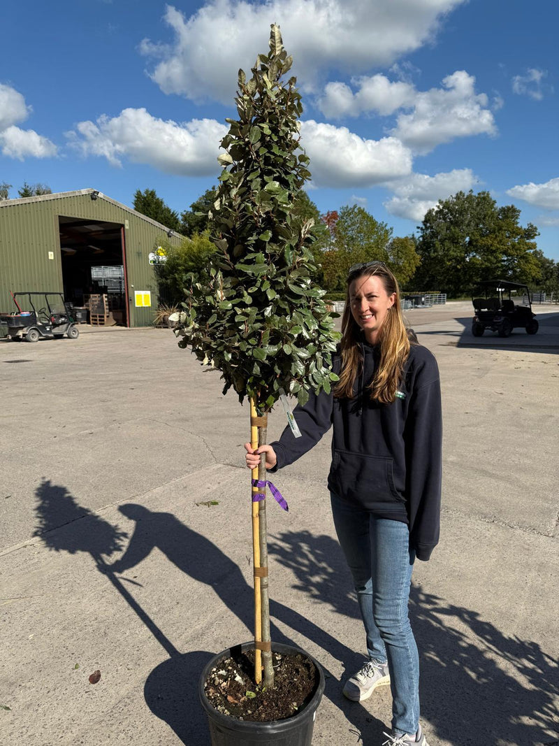 Elaeagnus x E.Compacta 1/2 Standard  Cone 25 Litre Pot