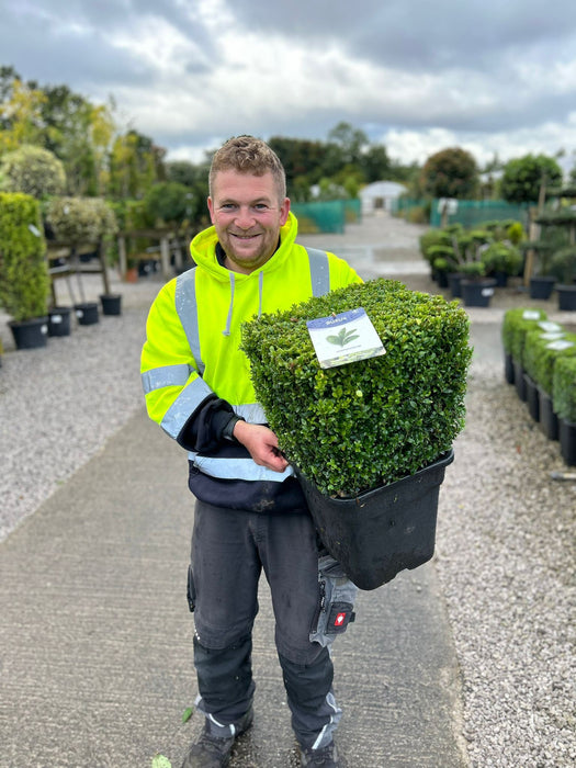 Buxus Cube 40cm 15 Litre Pot