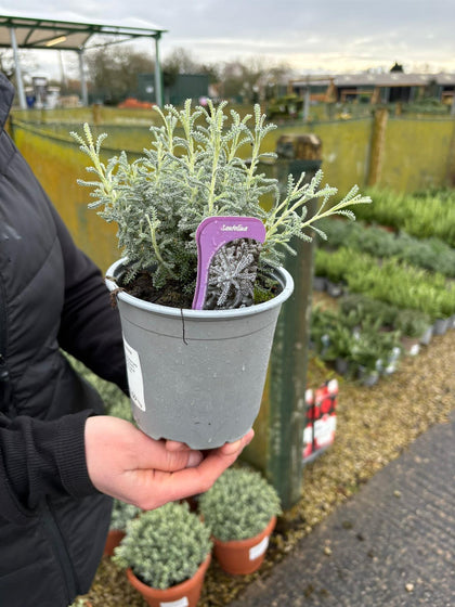 Santolina Chamaecyparissus 14cm Pot