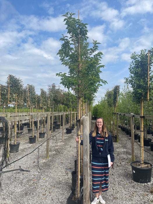 Prunus Spire Standard Rootballed 8-10cm Girth