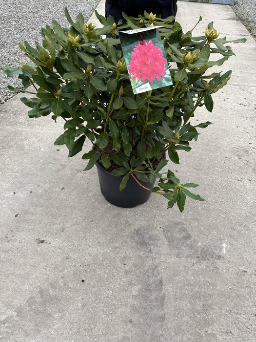 Rhododendron Hybrid Nova Zembla 30 Litre Pot