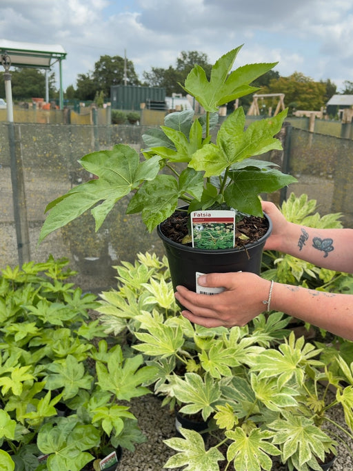 Fatsia Japonica 3 Litre Pot