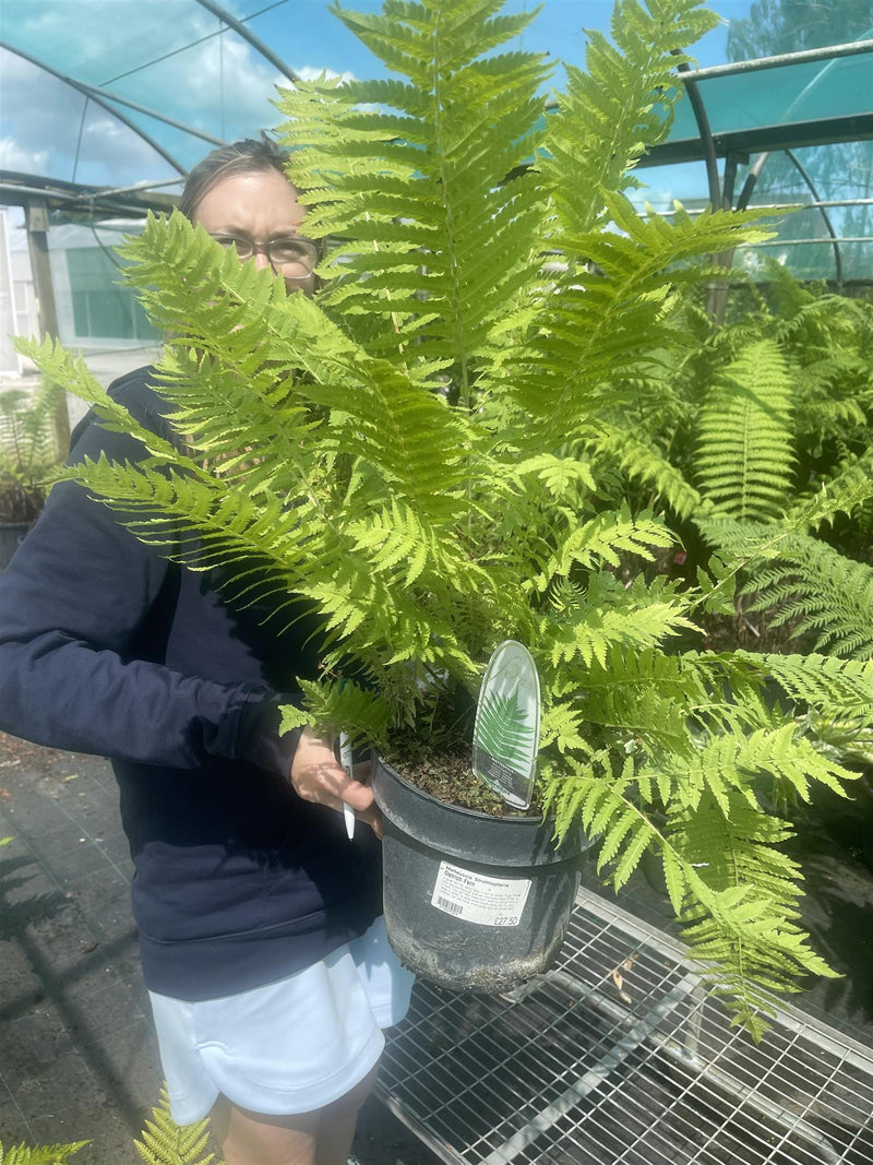 Matteuccia Struthiopteris 5 Litre Pot