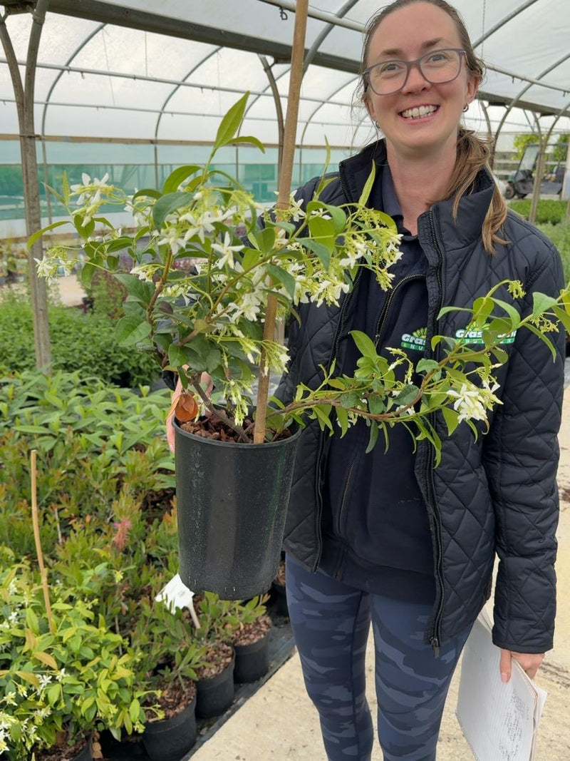 Trachelospermum jasminoides - Star Jasmine 2 Litre Pot