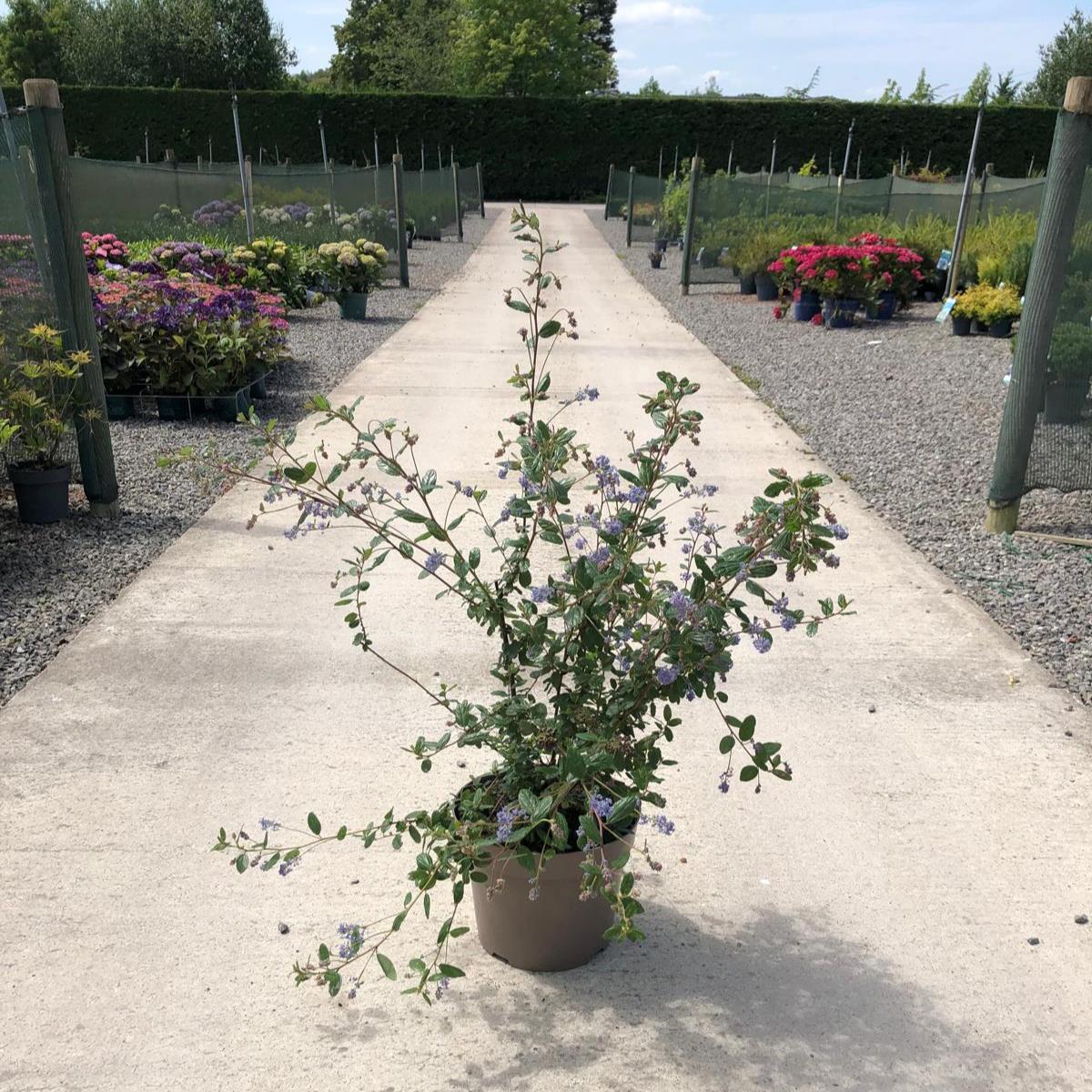 Ceanothus Burkwoodii 7.5 Litre Pot