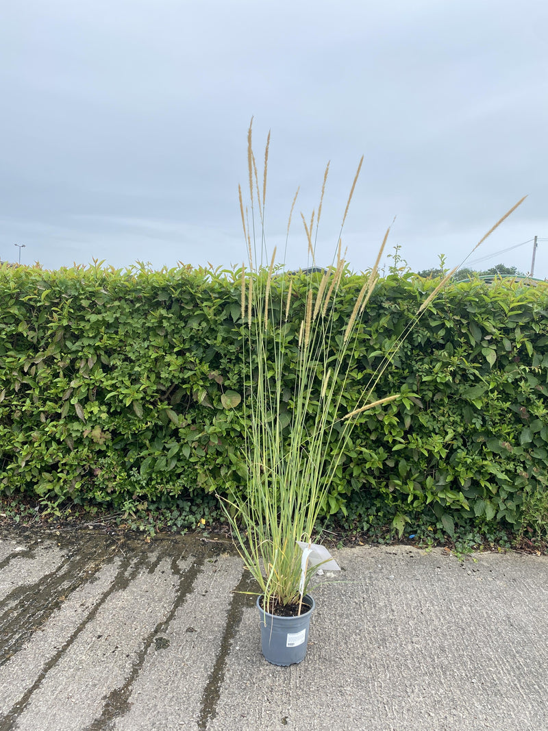 Pennisetum Macrourum 4.5 Litre Pot