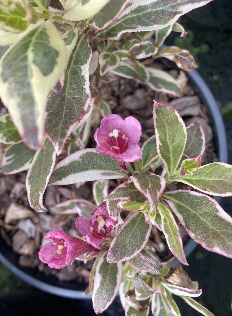 Weigela Florida Monet 3 Litre Pot