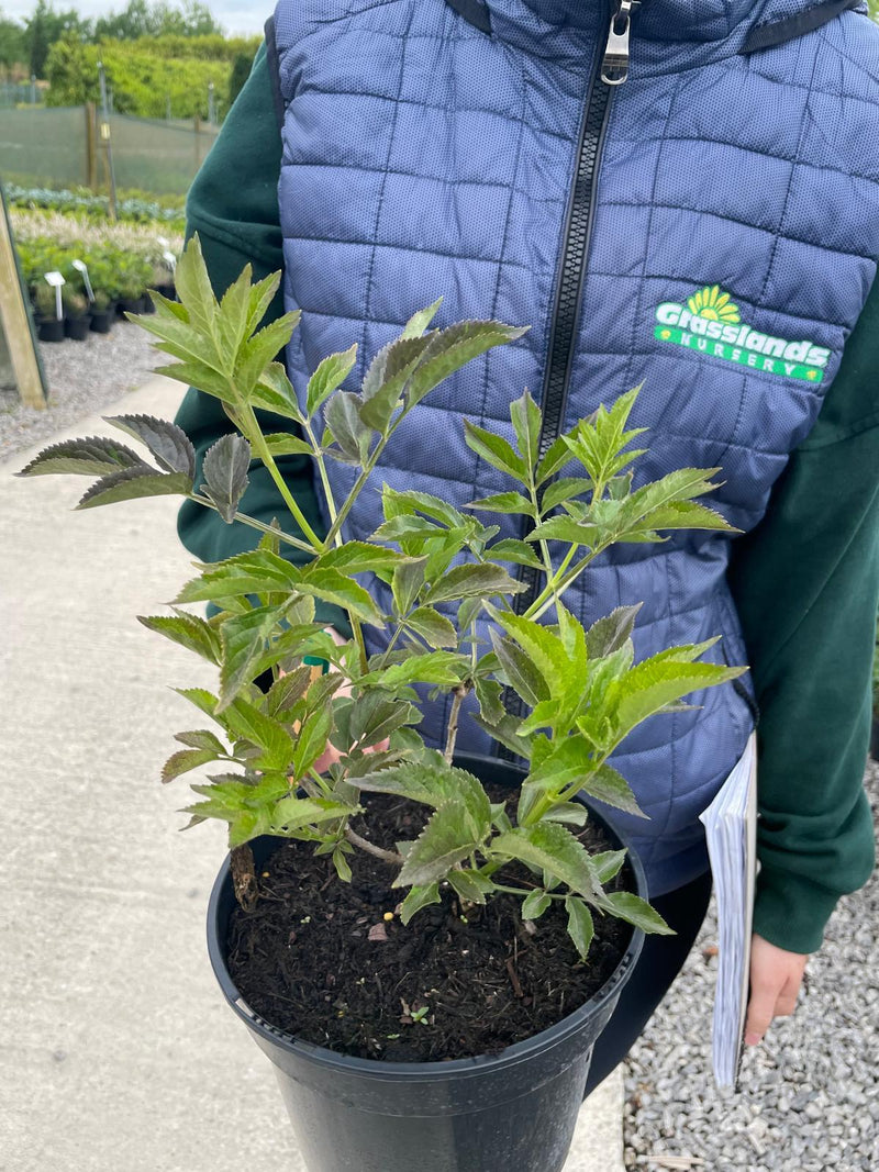 Sambucus Nigra Black Beauty 3 Litre Pot