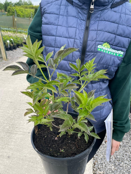 Sambucus Nigra Black Beauty 3 Litre Pot