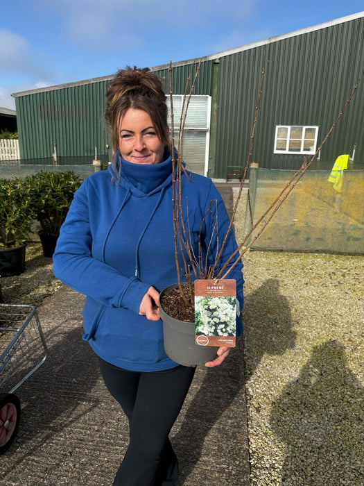 Philadelphus Virginal 4 Litre Pot 40/60cm