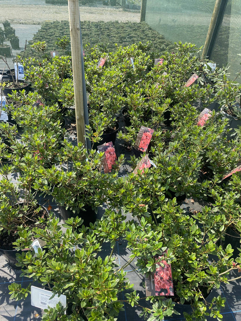 Azalea x Repetita Coral 10 Litre Pot
