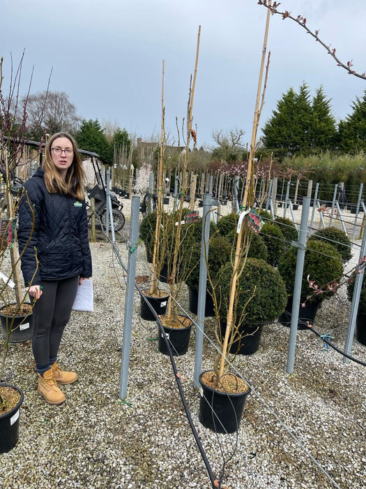 Liquidambar sty. Albomarginata Manon 40 Litre Pot